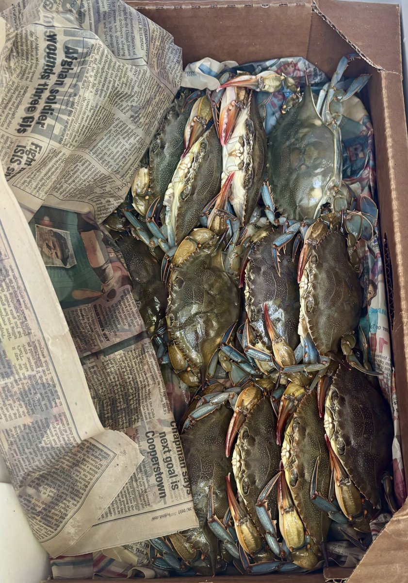 kamalmgren's tweet photo. today I walked around the farmers market 👩‍🌾 🦀 🥖 https://t.co/0yKXLuYoIi