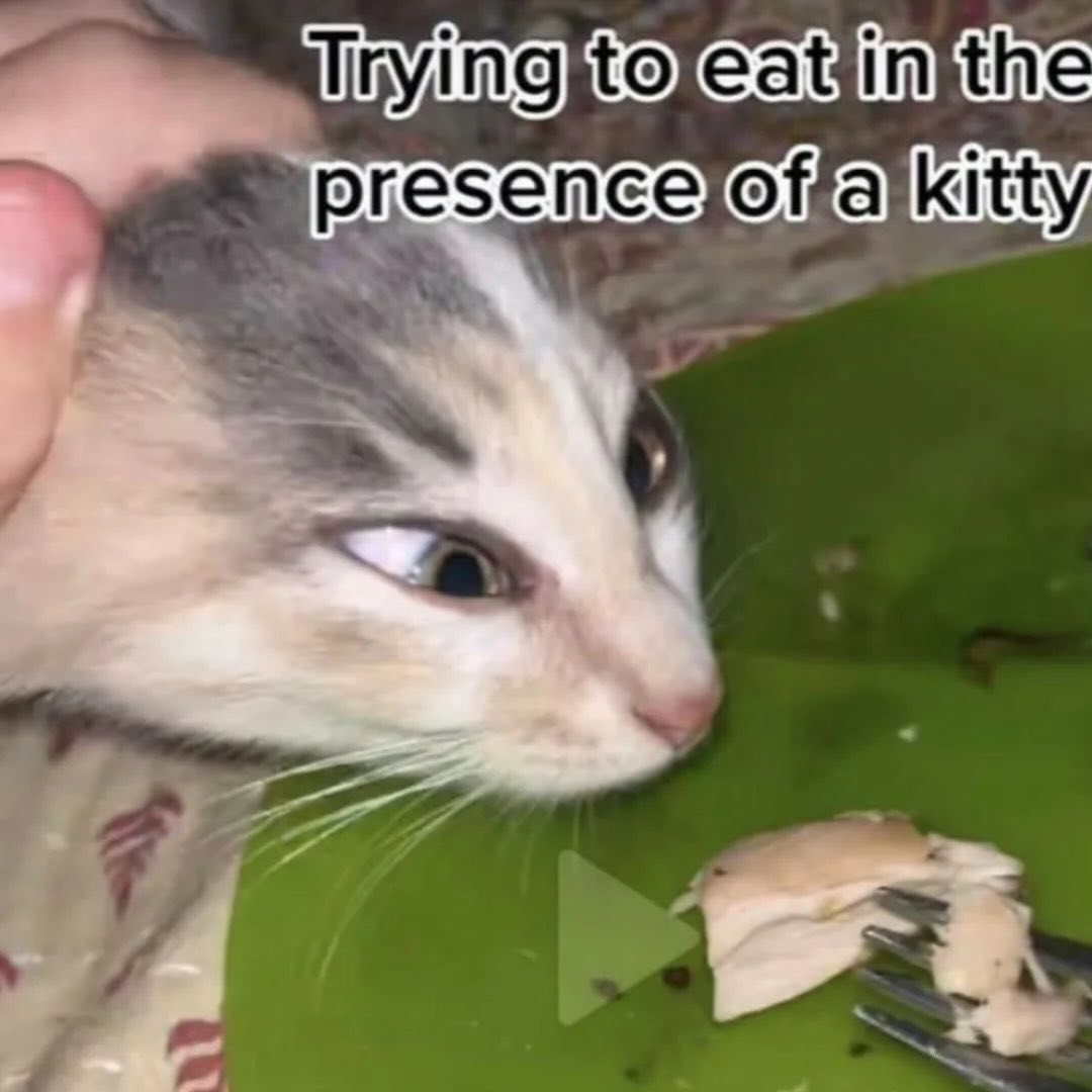 Punch Cat tweet media