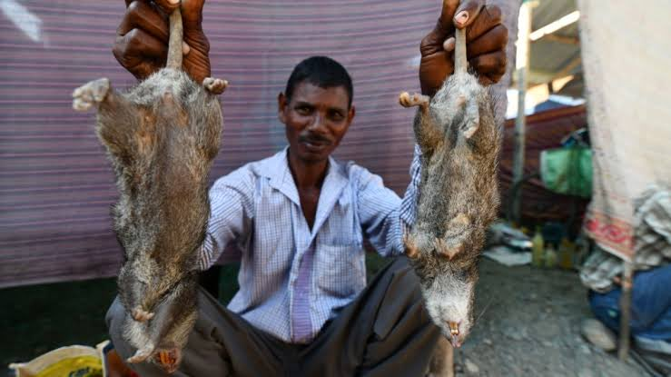 Pato Bonato tweet media