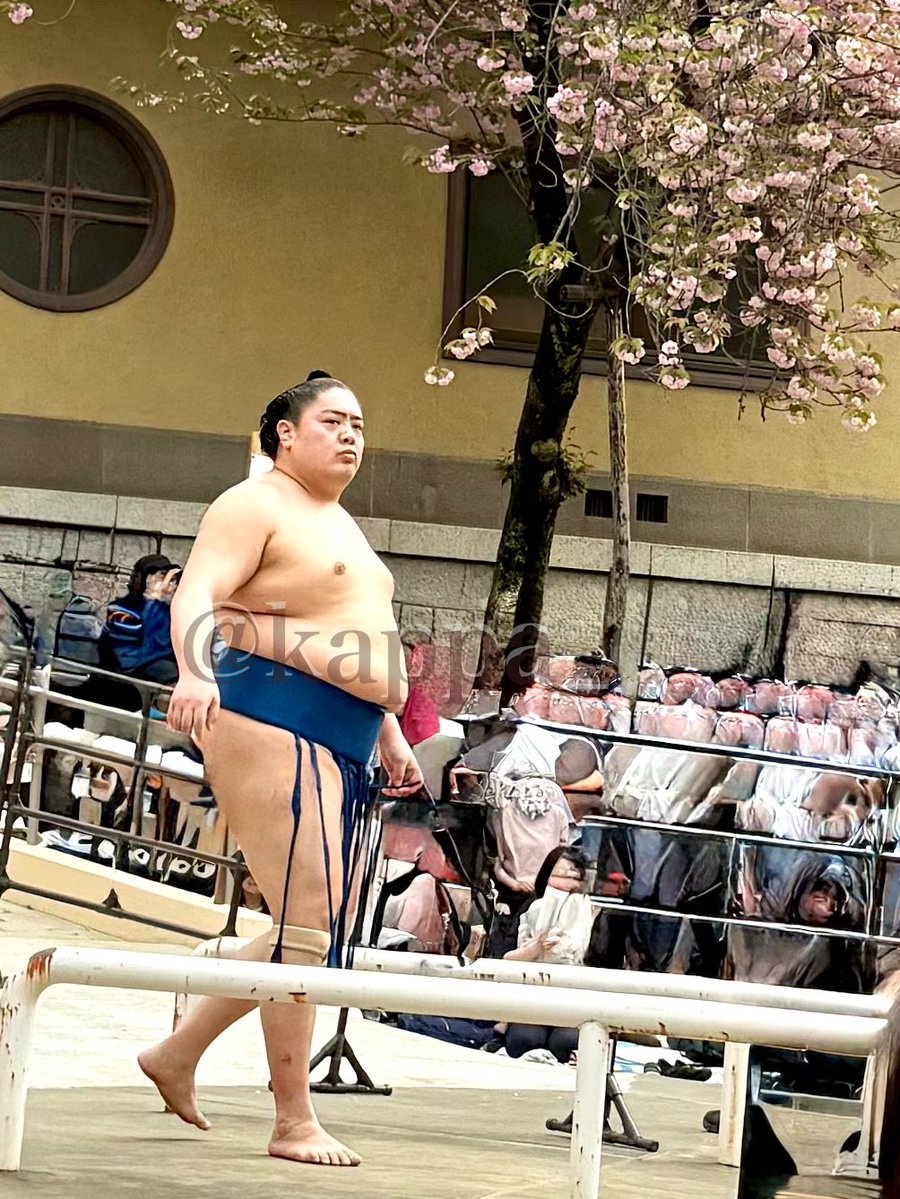 八重山本  #sumo