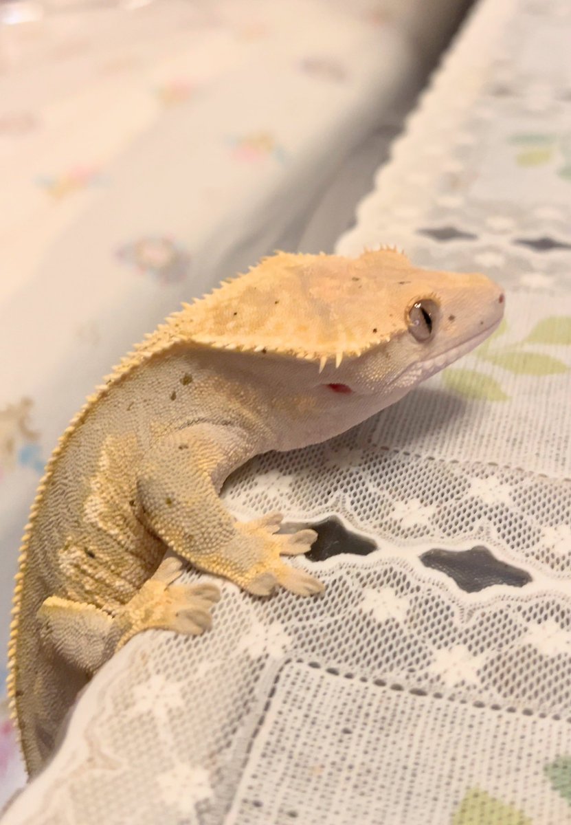 リシア tweet media