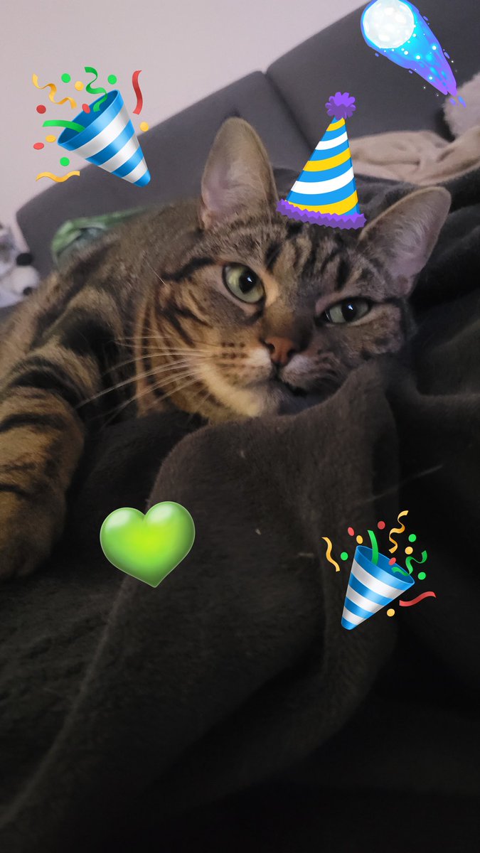 Silenye/Mother of cats tweet media