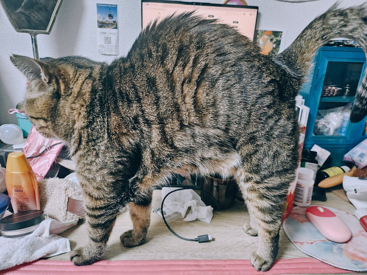 机上が最悪クラスに散らかってるときに限って猫やんのボニャール姿の撮影に初めて成功