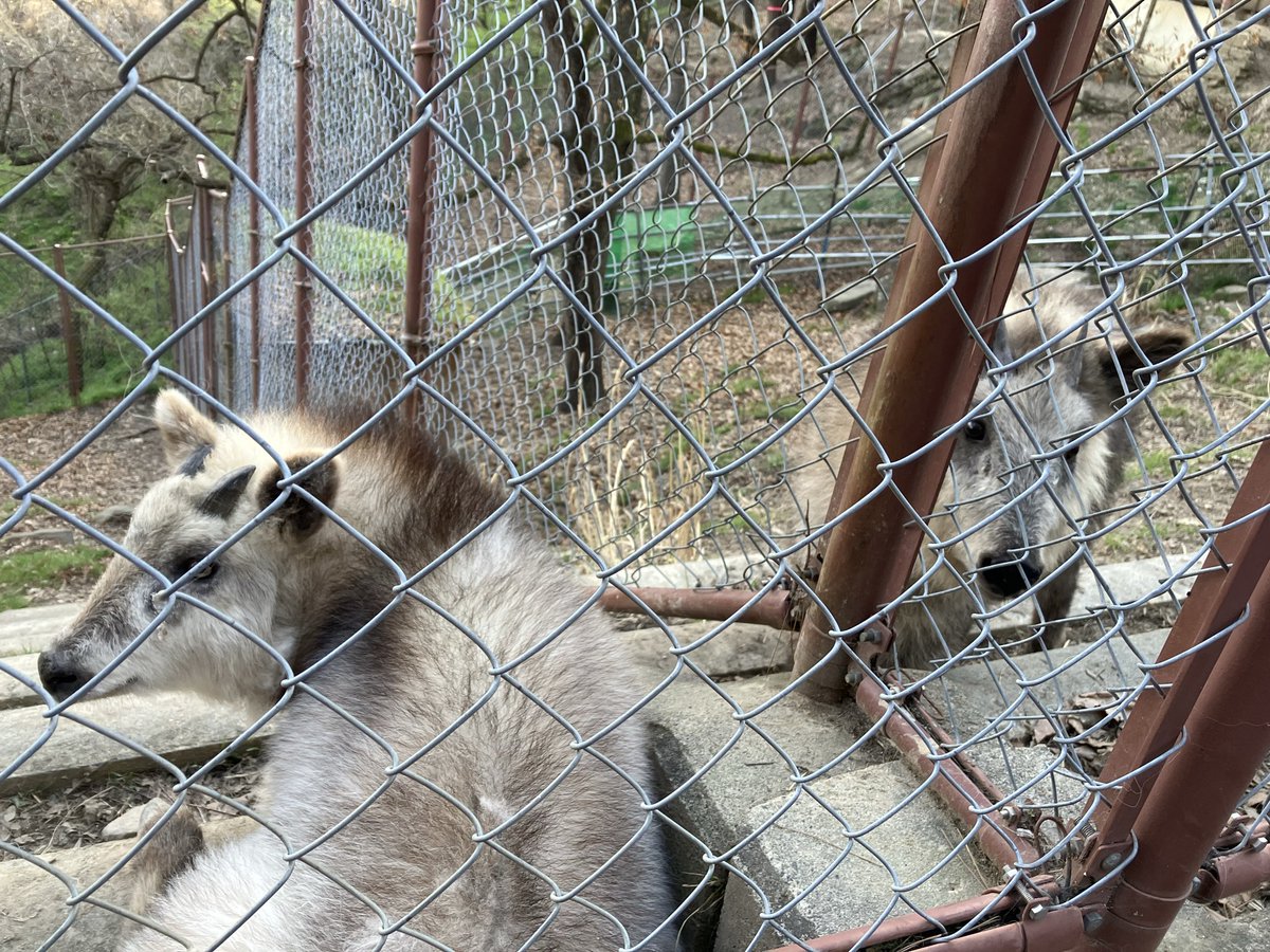 長野市茶臼山動物園【公式】 tweet media