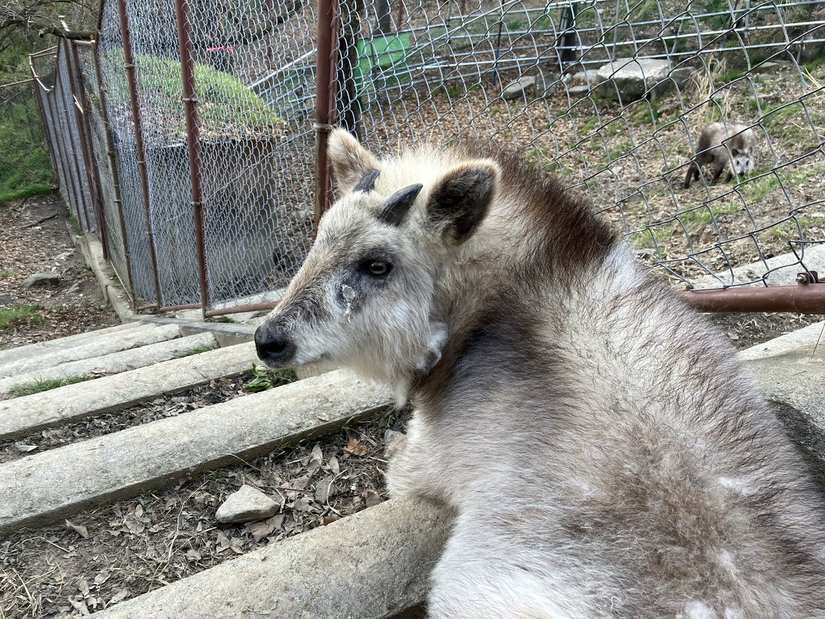 長野市茶臼山動物園【公式】 tweet media