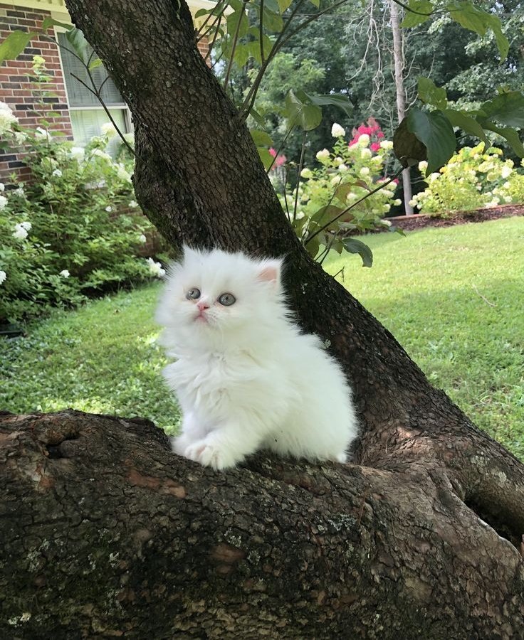 𝒍𝒖𝒏𝒂 tweet media