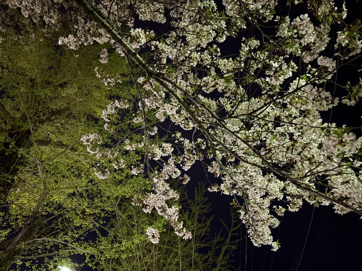 dyuner's tweet photo. 夜の桜もきれいであった。
今年の花見の季節は曇り空の多い日が続いたが、仕事の合間や帰りに見られてよかった。
#桜 #和歌���市 #夜桜 #сакура https://t.co/ZeSFtbbY0Q