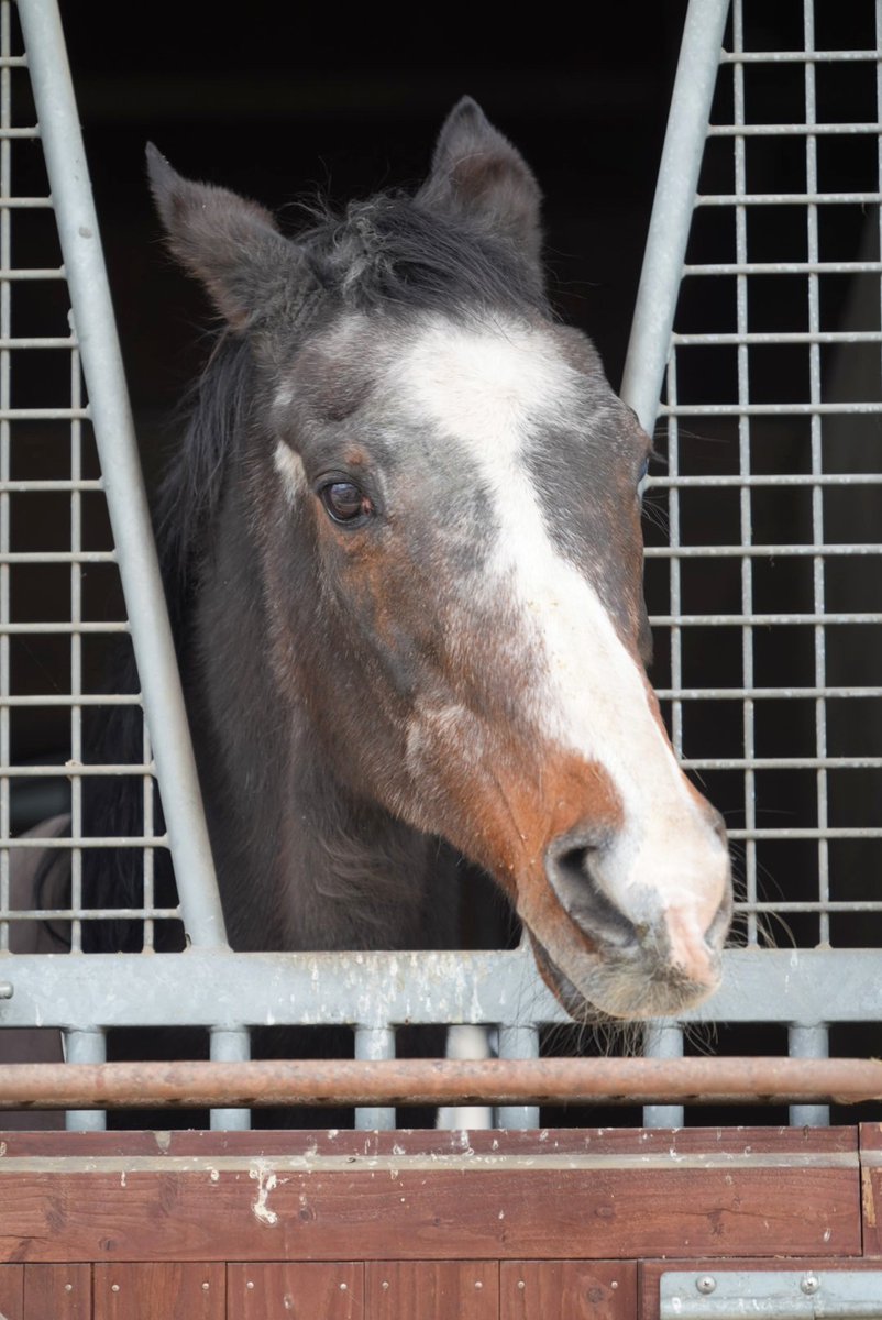 hozhoz🦄 tweet media