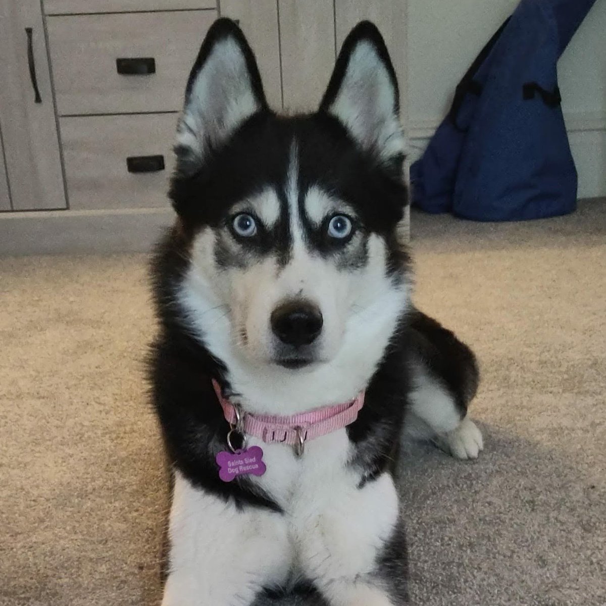 Animal Adoptions UK 🐕‍🦺🐈🐎❤️ tweet media