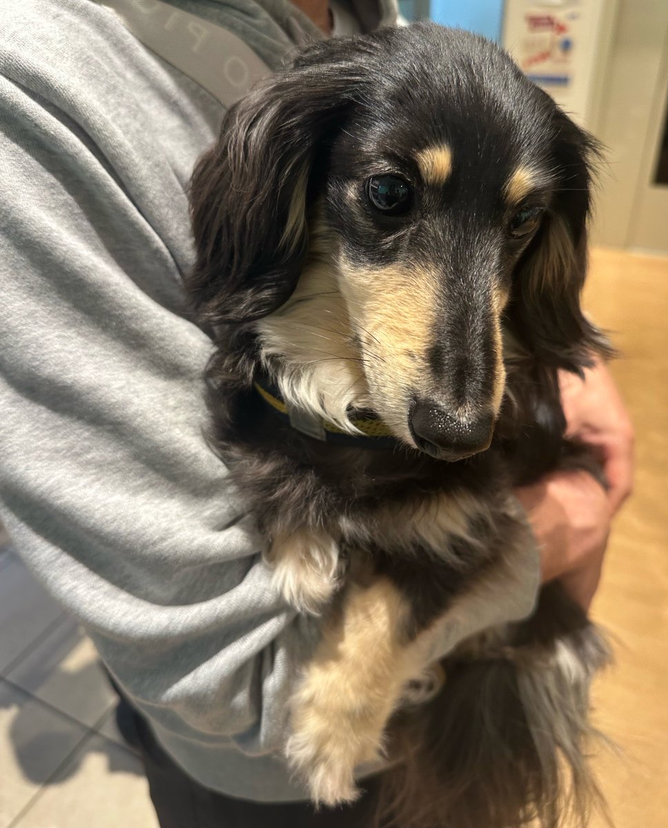 狂犬病ワクチン＆フィラリア検査がんばりました！