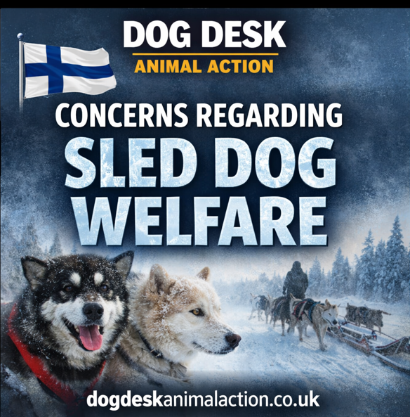 Dog Desk Animal Action tweet media