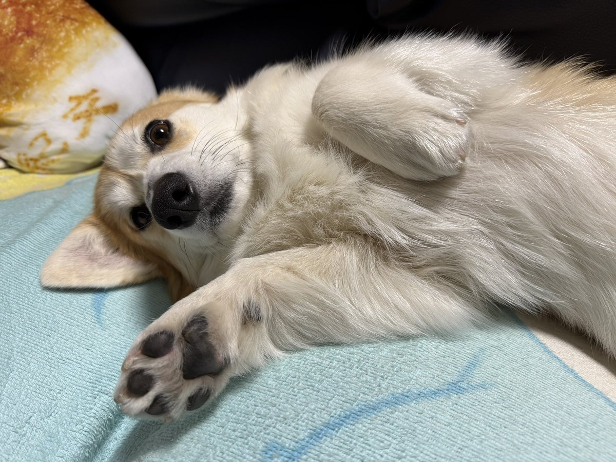やるきなしコーギーSARA🍞 （飼い主ITOKEN） tweet media