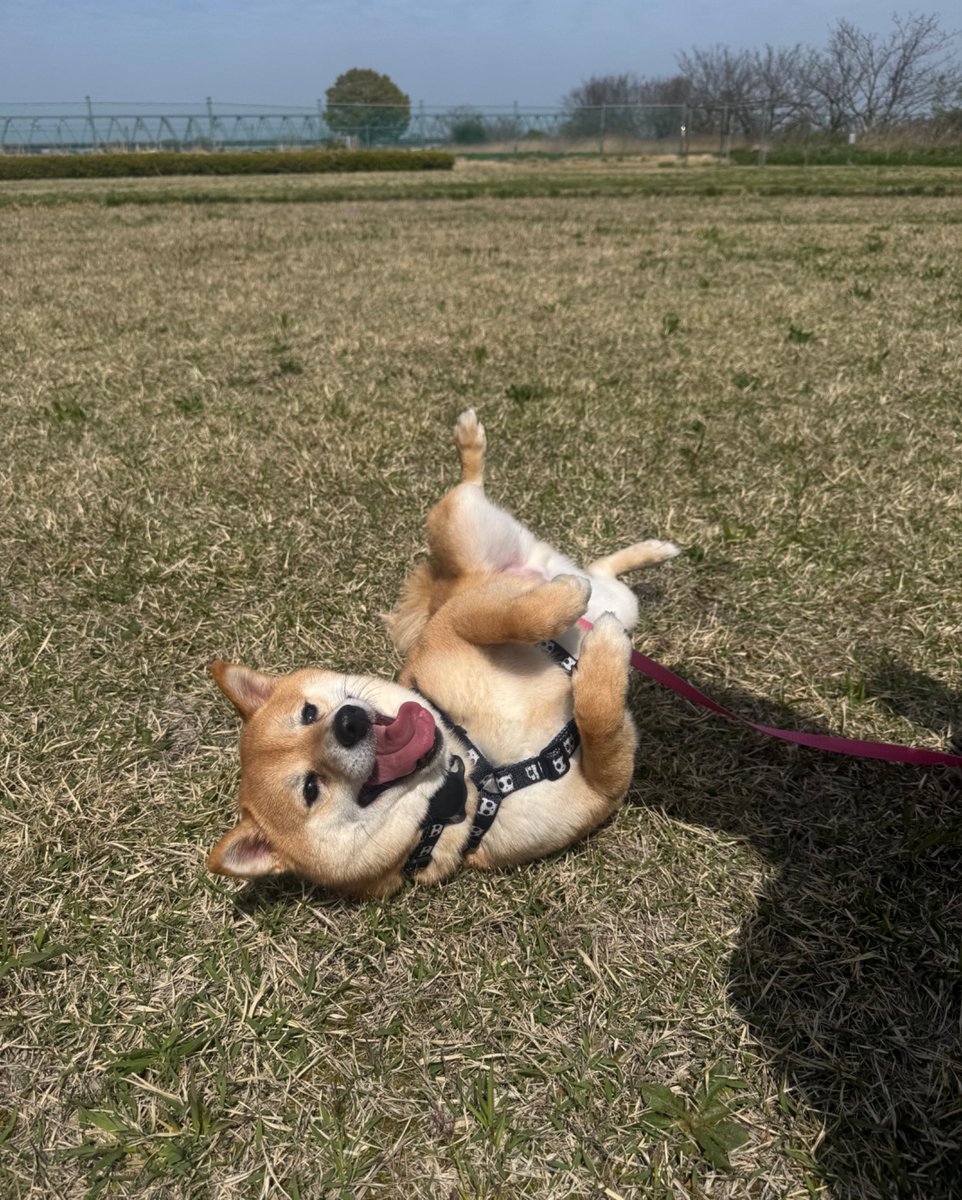 柴犬🐕ろく tweet media