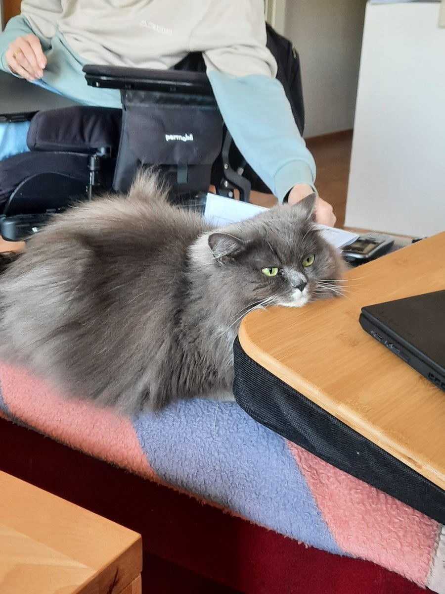 GriesnerSepp's tweet image. Meine fähigste Mitarbeiterin #Peppi #Ragdoll