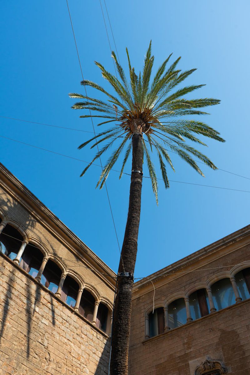 Esa palmera lo domina todo 🌴
