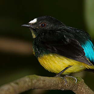 Los búhos no tienen buche tweet media