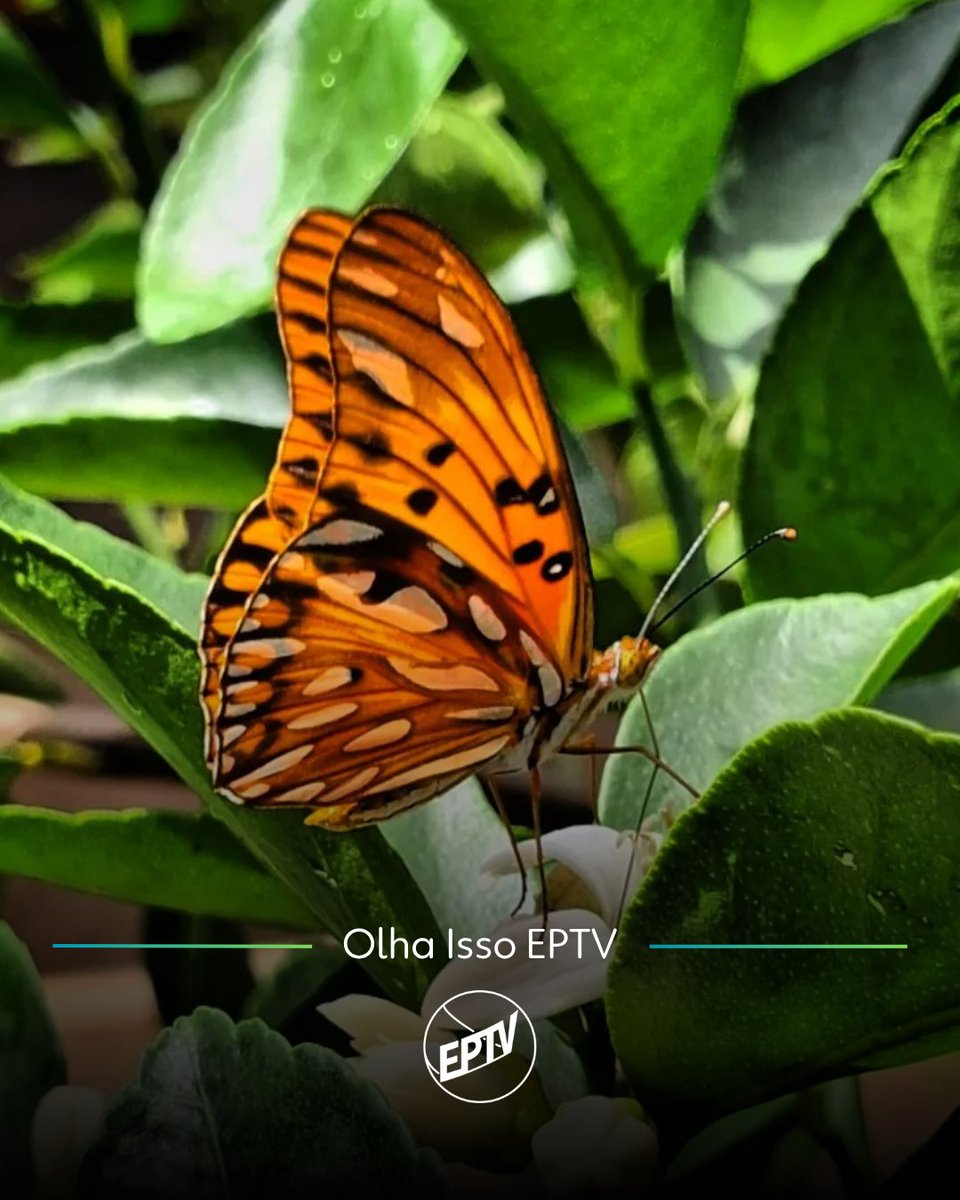 eptvoficial's tweet photo. Bom dia!☀ Hoje com essa foto linda diretamente de Araraquara! 🦋 Foto: @danielilinsvia instagram

Poste uma foto da sua cidade nas redes sociais com a hashtag #OlhaIssoEPTV #EPTV 🤩 https://t.co/ALC1pW5MNR