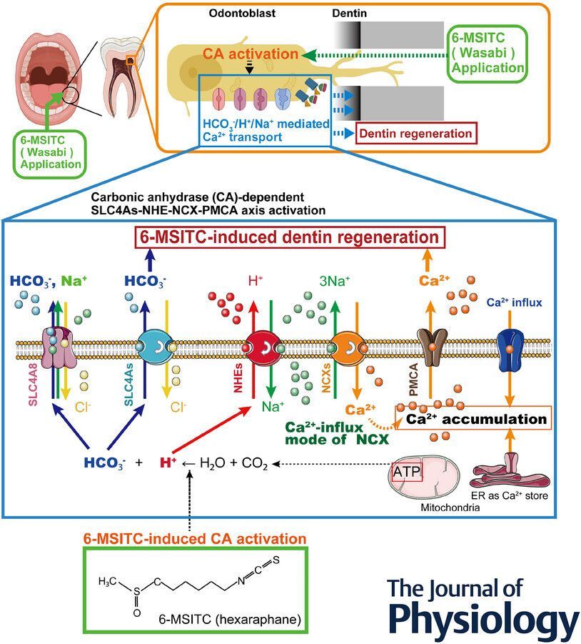 Journal of Physiology tweet media