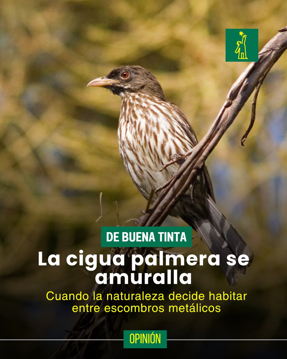 DiarioLibre's tweet photo. 🖋 | #DeBuenaTinta  | En Arroyo Hondo, donde la ciudad todavía intenta recordar que fue verde, una cigua palmera ha tejido su nido con alambre. Es un dato curioso y una metáfora que conmueve en ese punto preciso de la geografía, donde lo urbano roza —y a veces hiere— lo natural.

🔗 https://t.co/RGbIdiGmOu

#DiarioLibre #PeriódicoLíder