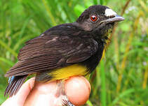 Los búhos no tienen buche tweet media