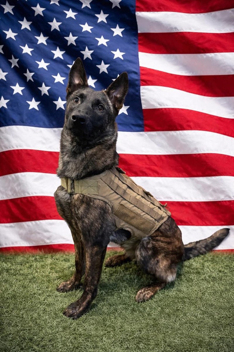 Gunther Eagleman™ tweet media