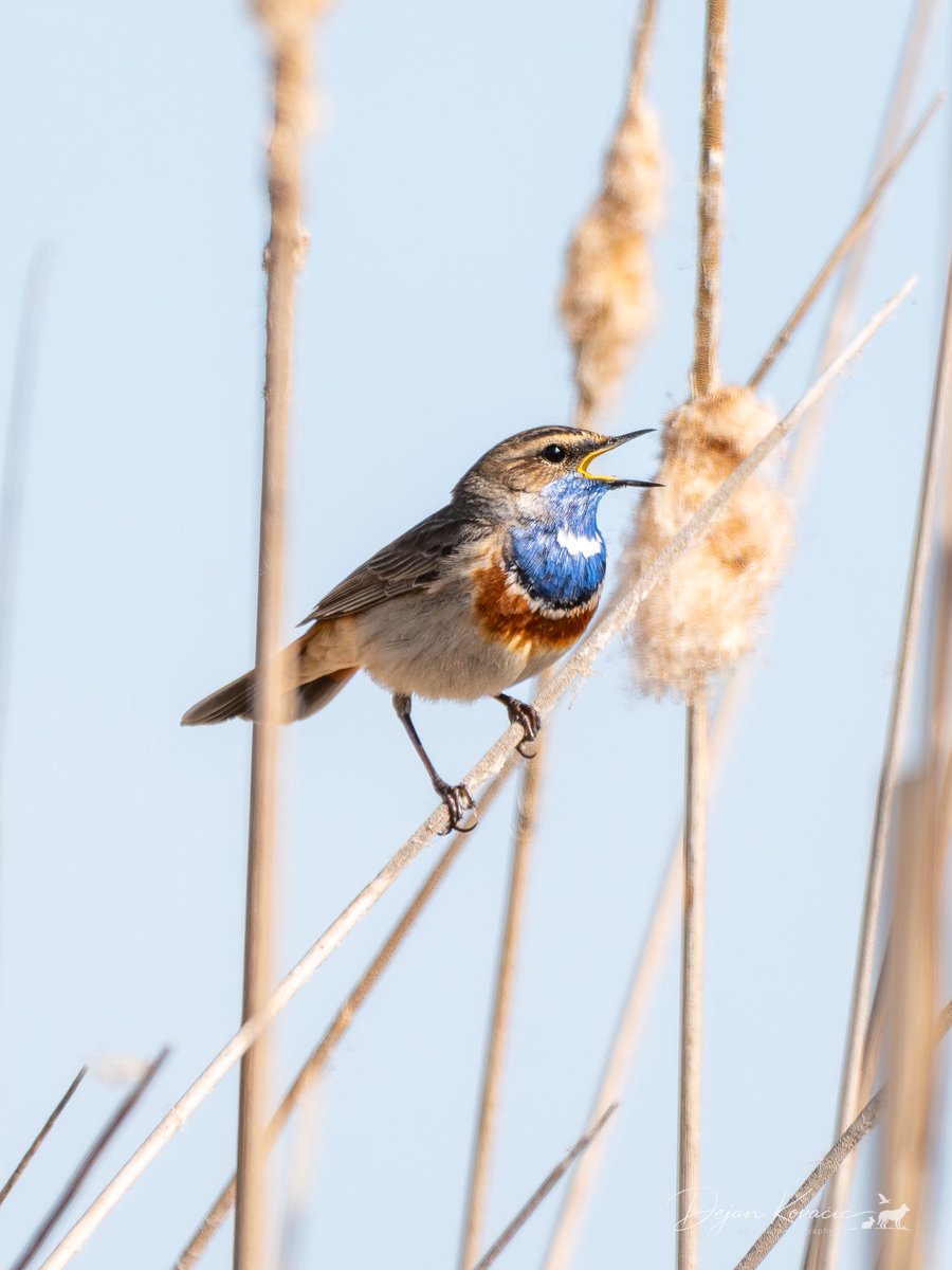 Dejan Kovacic tweet media