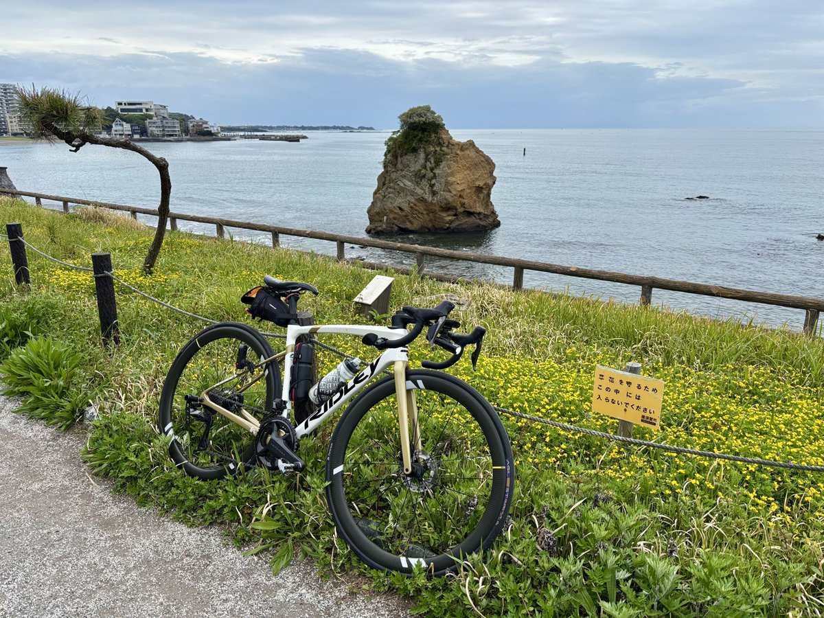 Karz76's tweet image. 秋谷の立石
ここ、トイレのとこに自販機なかったっけ？
#ロードバイク #サイクリング #ridley