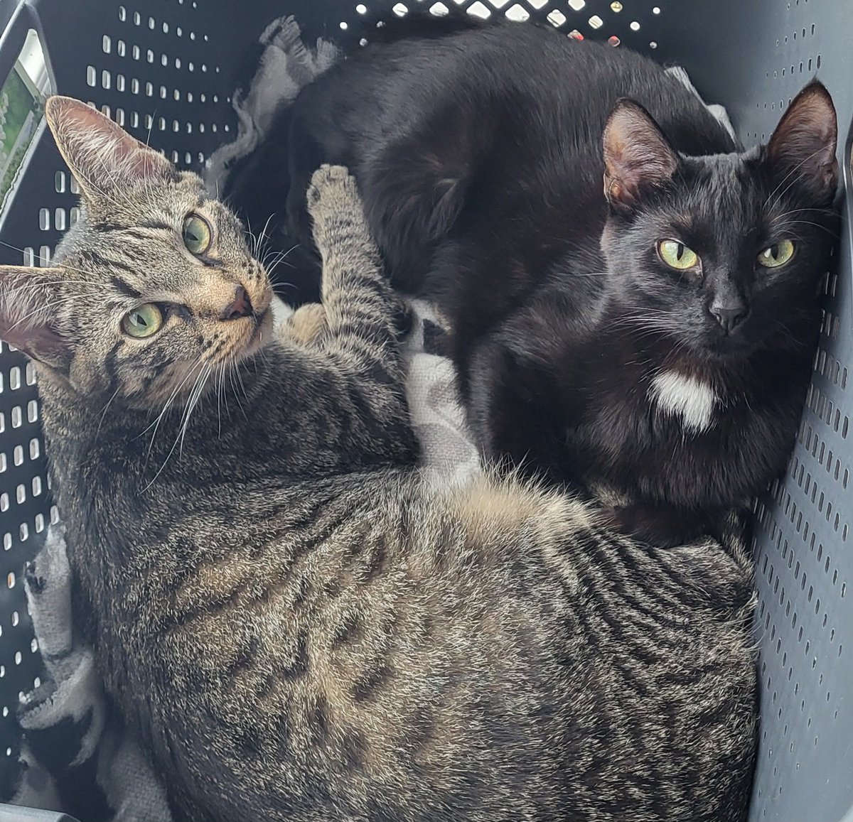 Lady Ragoth 🐦‍⬛ tweet media