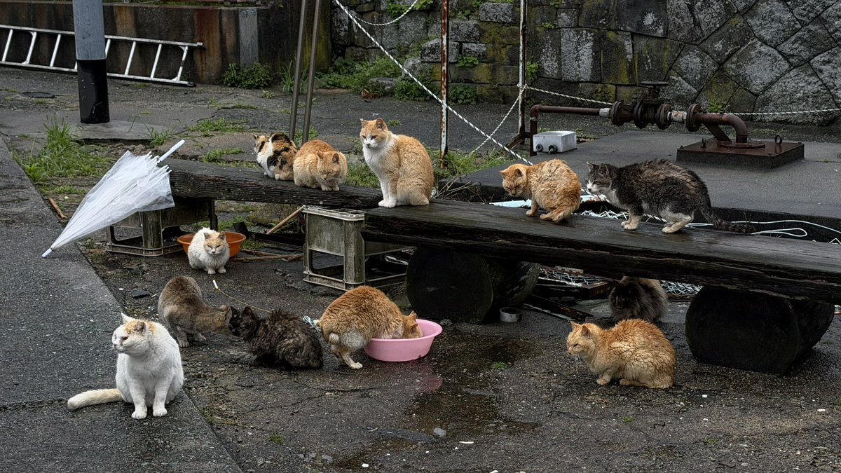 saintgumi's tweet photo. unemployment got me visiting a cat island (aoshima) on a random wednesday https://t.co/bfWorU1N5g