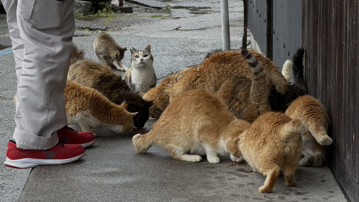 saintgumi's tweet photo. unemployment got me visiting a cat island (aoshima) on a random wednesday https://t.co/bfWorU1N5g