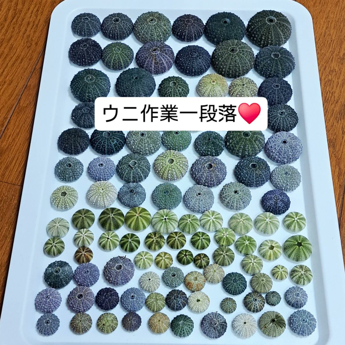 NA_function's tweet photo. ウニ作業🌊一段落
割れてしまったりもありますが…ずーっと皿洗いとかしていた気分😅
気になって、無駄にチェックしたり触ったり…落ち着かず。放置時間は、落ち着いて待てるようになりたいなぁ。
とはいえ、頑張った♥️
#デザインフェスタ
#ウニランプ
#na_function_uni
#ウニ殻
#ビーチコーミング https://t.co/tUpDSzdAWP