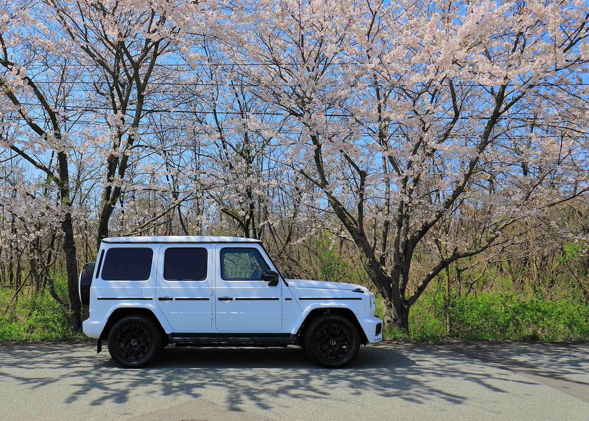 Lovingheartfish's tweet photo. 快晴☀️桜🌸

Under the cherry tree🌸

#メルセデスベンツ 
#Gクラス 
#G450d 
#ゲレンデ 
#mercedesbenz 
#Gclass https://t.co/CNeKYFWKyx