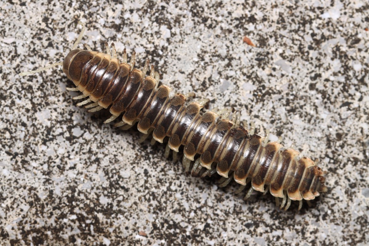 millipede_teruo's tweet photo. #ヤスデ図鑑を作りたい
Xystodesmus sp.
高知県東部に見られる大型の個体群。かなりの数が各地で見られるが、大きさや色彩はバラバラで定まらない。しかし、同一の種であることがかなりあるため、外部形態はあまりあてにならないようだ。一体高知県内だけで何種類いるのだろうか。 https://t.co/zS0qgvu7v7
