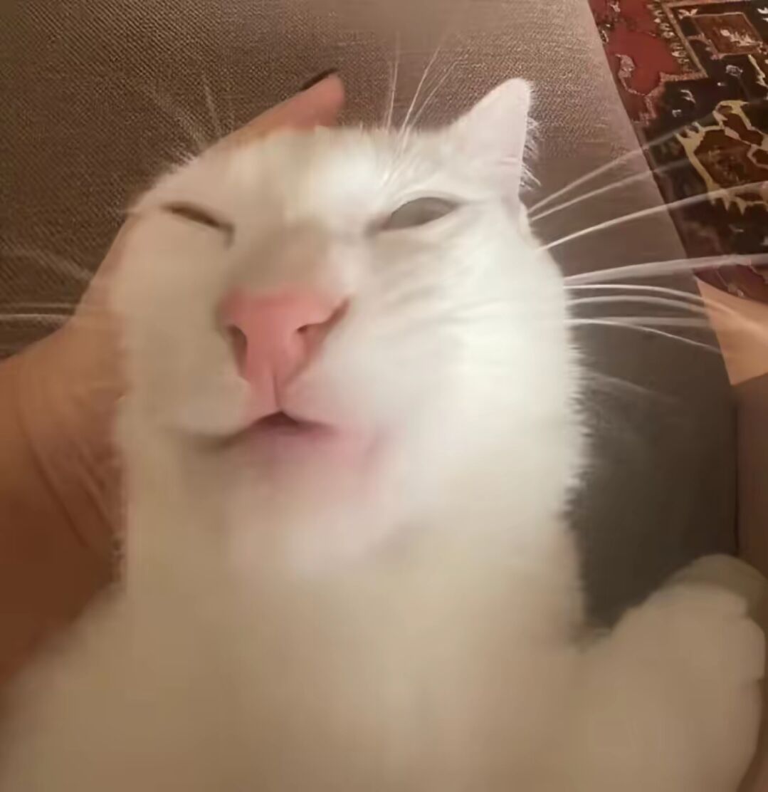 Grimm/格林(sts2上瘾中) tweet media