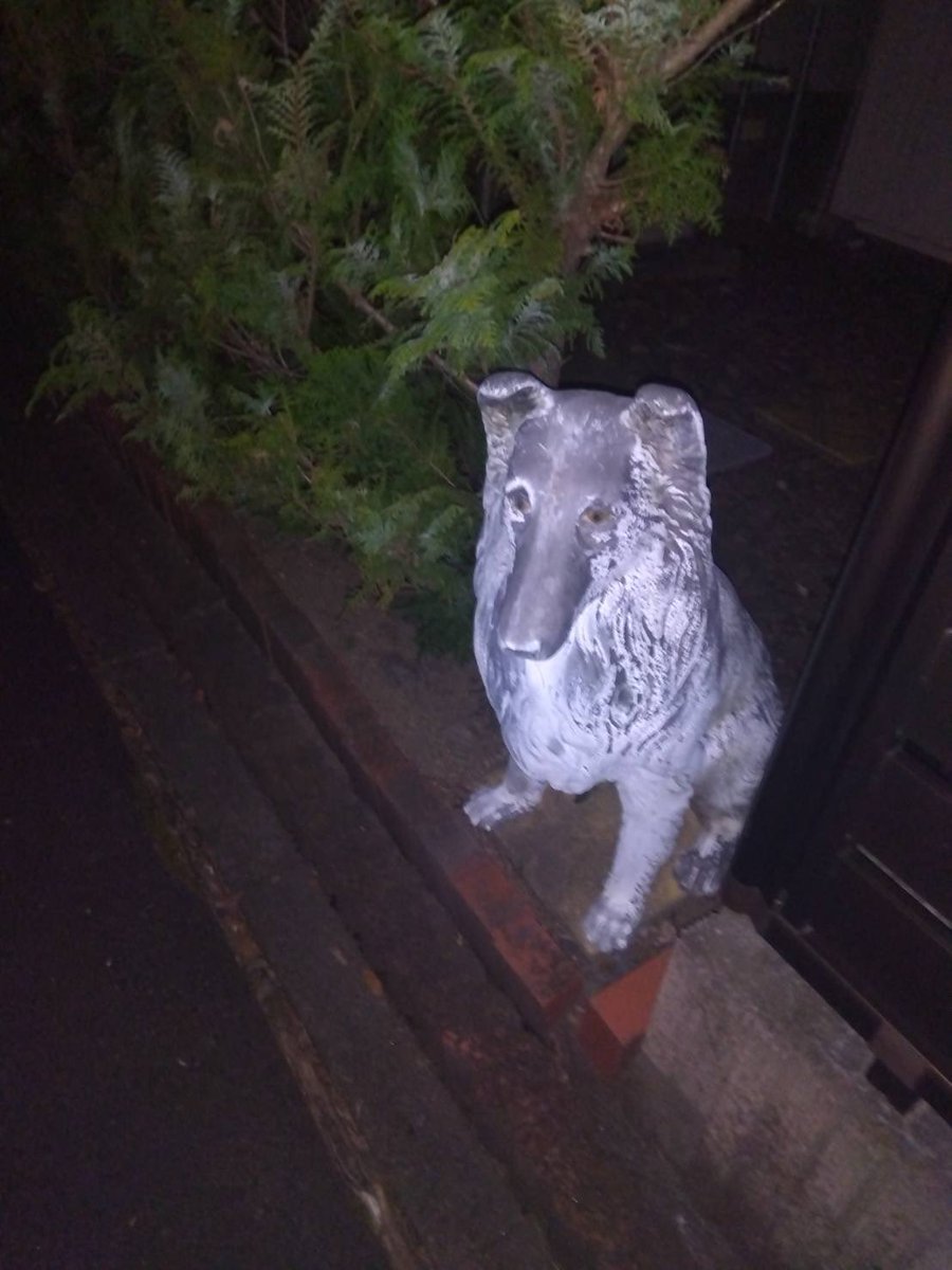 sssss2790's tweet photo. 近所の家の生垣にある、
わんちゃん（コリー犬？）の石像？
もう10回くらい驚かされてる笑笑
いいかげん慣れないと笑 https://t.co/dLPg7tX8VG