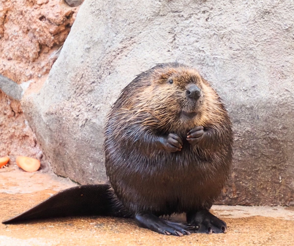 raven von sternberg tweet media