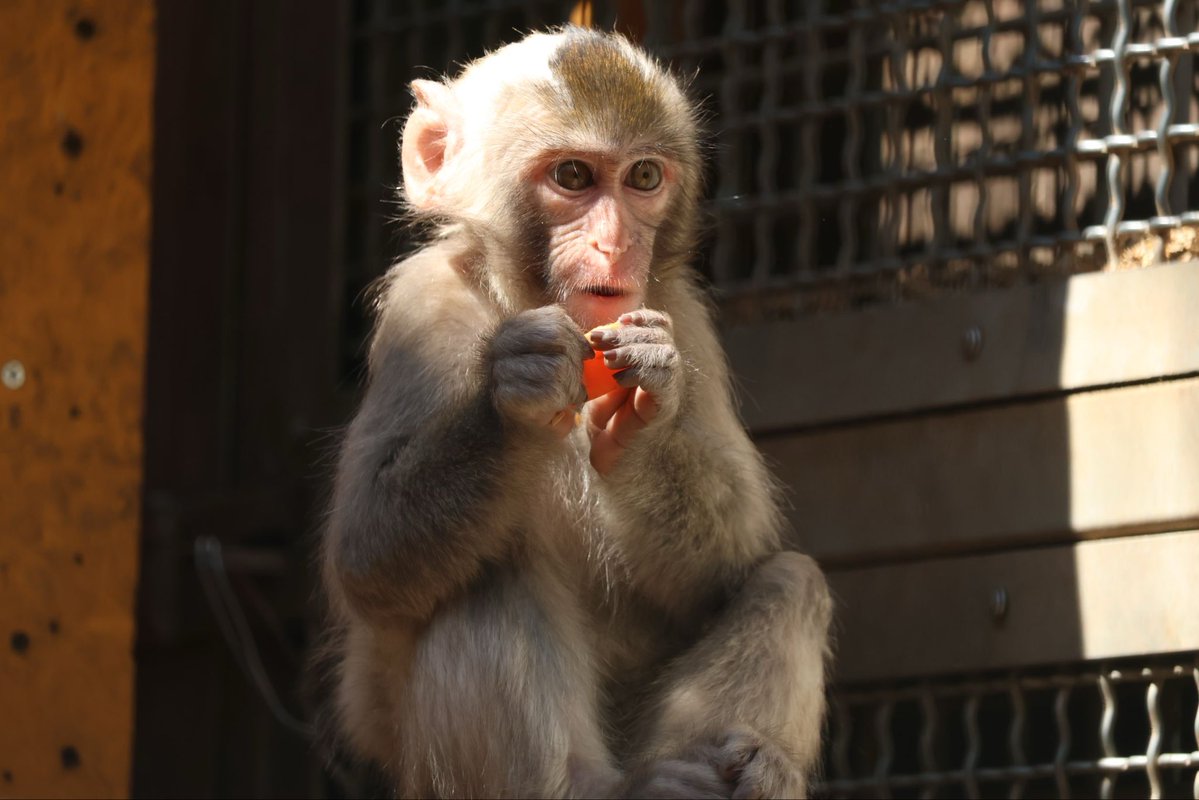 あんこ母ちゃんの子育て日記📔❤️
.
てんまちゃん生後10ヶ月！！
モヒカン真っ白てんまちゃん🐵
 そろそろ独り立ちする時期ですね〜！
⁡・
また来月お楽しみに〜👋

#二助企画　#ニホンザル　#猿まわし　#monkey