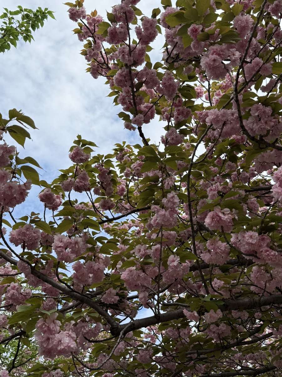 mami sano tweet media