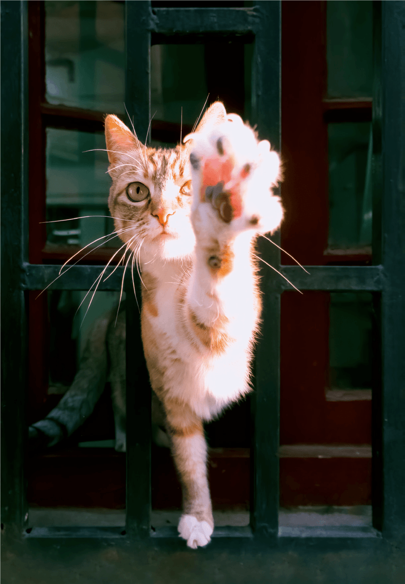 Saniya Rauf tweet media