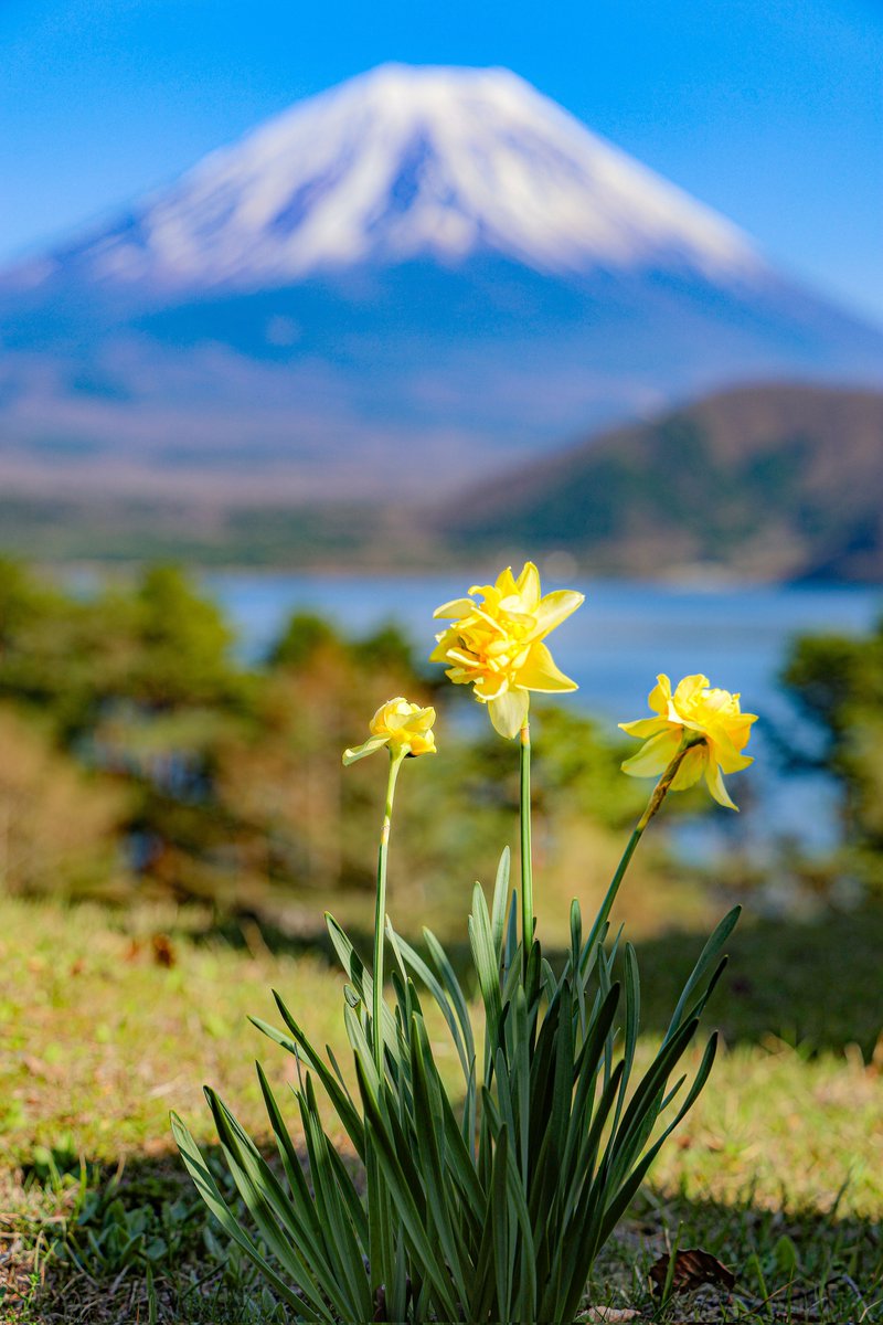 たかたか tweet media