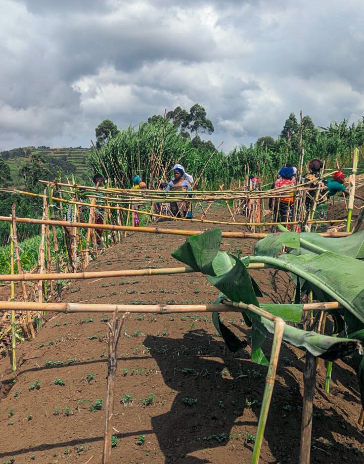 avsdrdc's tweet photo. Mise en place d’ombrières artisanales pour protéger les #cultures dans les germoirs et #améliorer les conditions de production, à Kibabi Police, dans le sous-village de Mululu, sur le champ communautaire regroupant les sous-villages de Mululu et Bihula.
@Oxfam https://t.co/JBAIYBIEUF