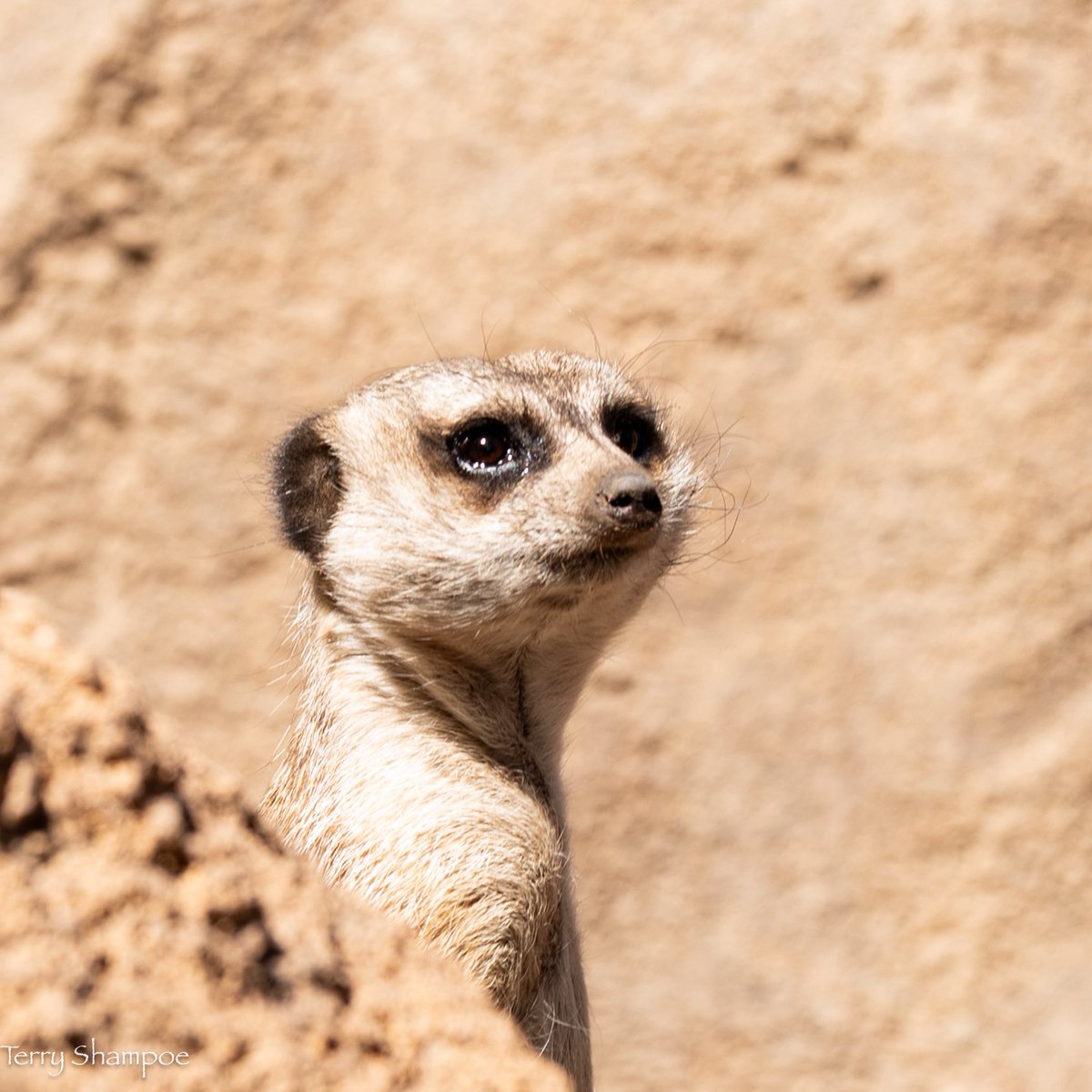 ChefShampoe's tweet photo. Meerkat 
#zoo #photography #photoftheday #photos #picoftheday https://t.co/lJA0tS6swr