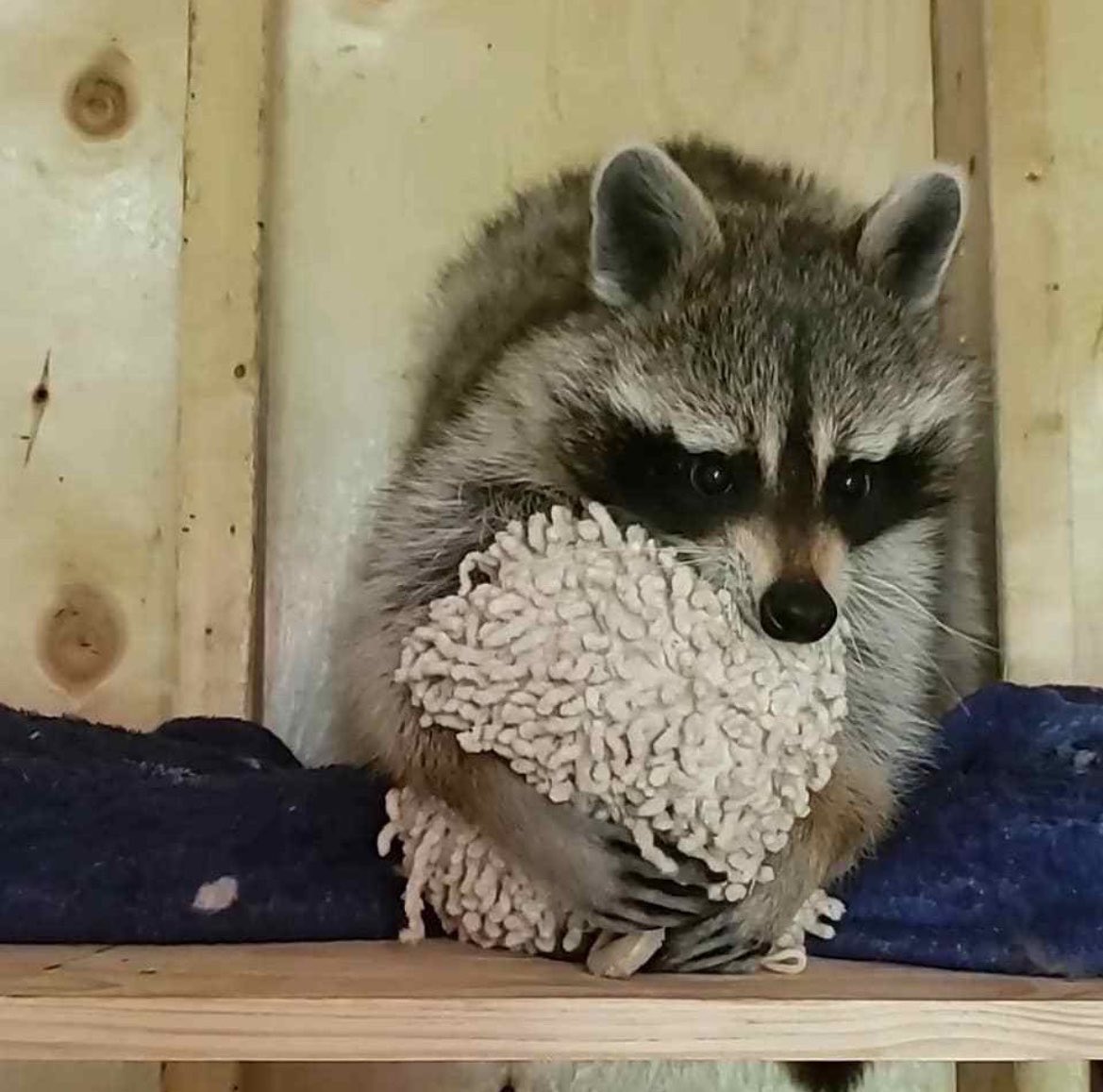 粒粒餡子 tweet media