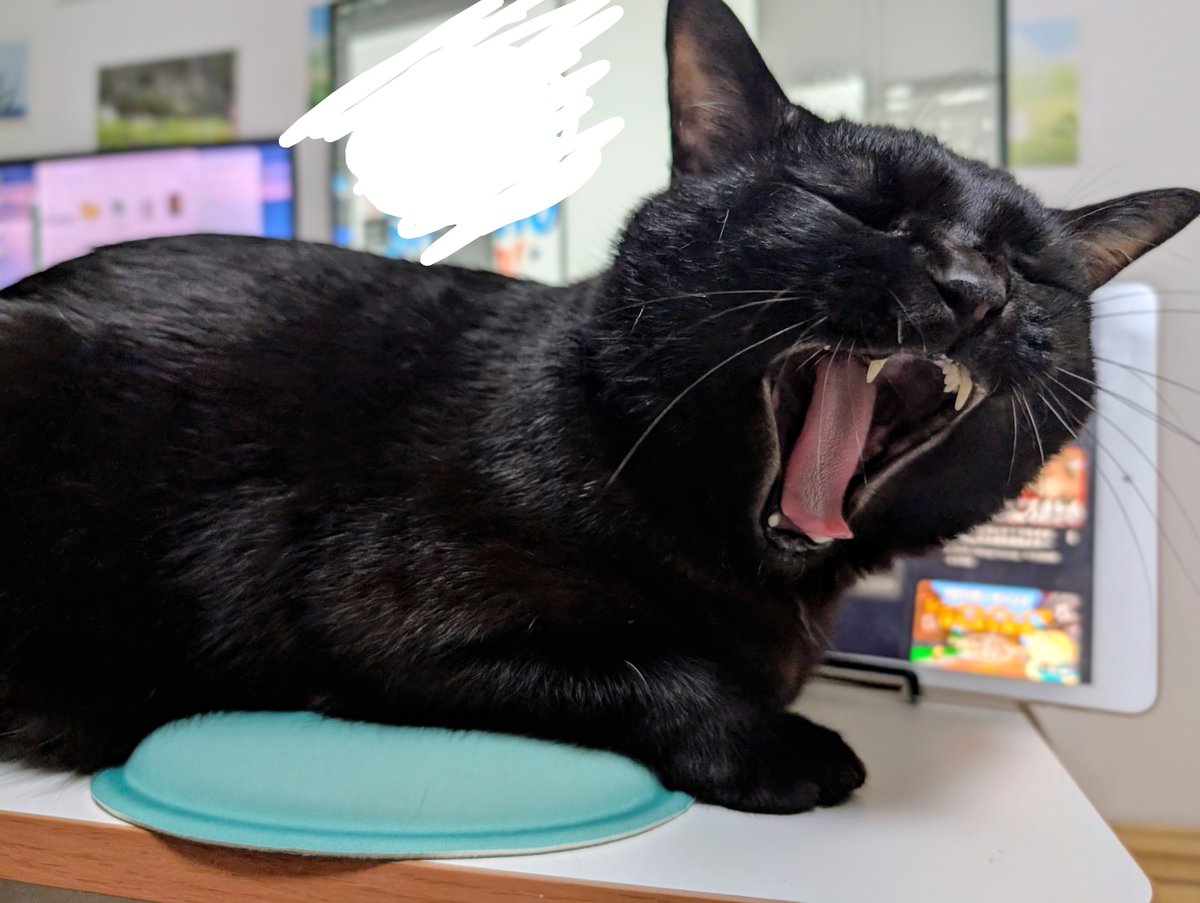 O2curry72's tweet photo. 猫のために在宅でできる仕事探してるけど、猫のせいで仕事にならなそう https://t.co/iFD7T1u130