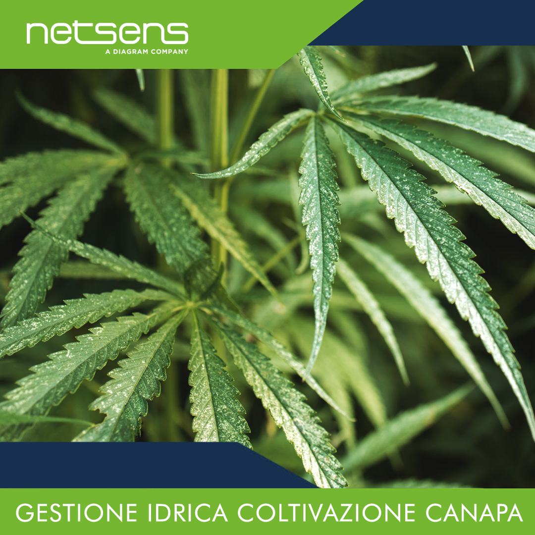 netsens_it's tweet photo. I sistemi integrati IoT Netsens sono perfettamente studiati per proteggere le colture della canapa attraverso il controllo dell’irrigazione e il monitoraggio dell'umidità del suolo fornendo in tempo reale tutti i dati necessari per intervenire rapidamente.
https://t.co/WyHQHbhRN6 https://t.co/3uyDbUQEJa