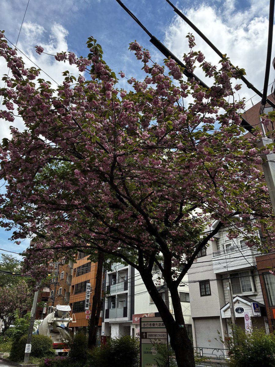 吉田 有希 tweet media