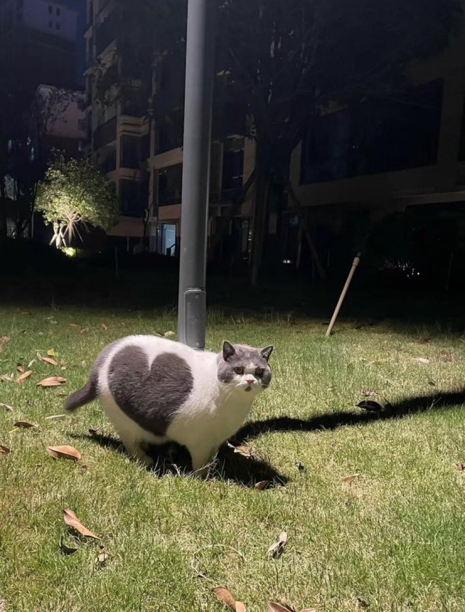 Cat is life ~猫は人生~ tweet media