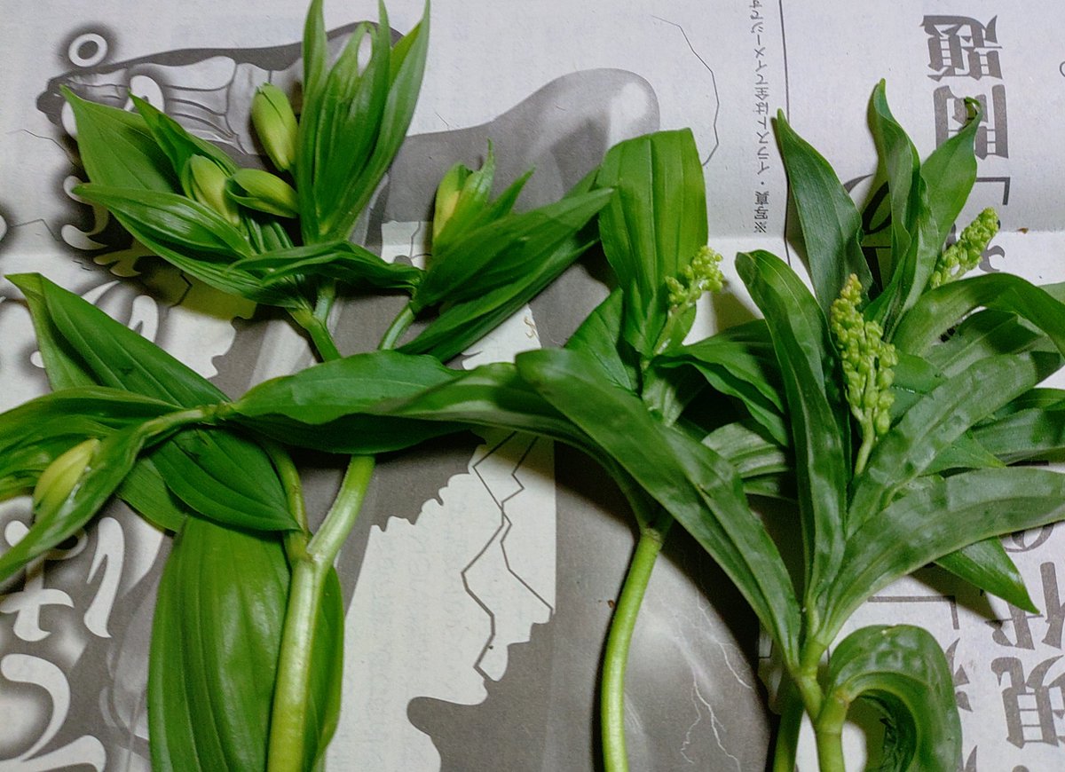 山仁 天然食材ハンター tweet media