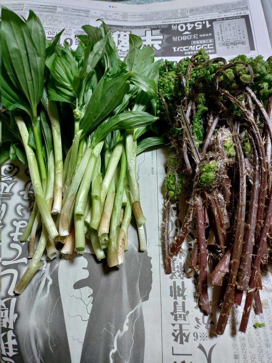 山仁 天然食材ハンター tweet media