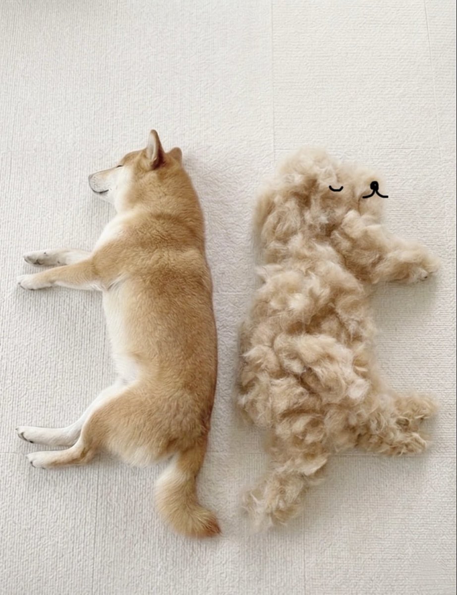 柴犬·͜·♡もも tweet media